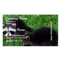 Baby-Waschbär-Visitenkarten