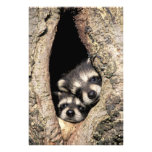 Baby-Waschbären in Baumhohlraum Procyon Foto