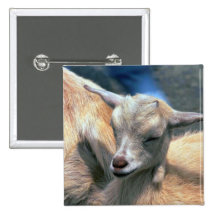 Baby-Ziege Button