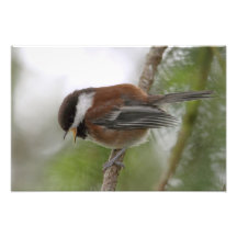 Babychickadee-Foto