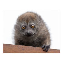 Babylemur-Postkarte