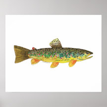 Bachforelle-Fischen Plakatdruck