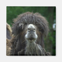 Bactrian camel fridge magnets