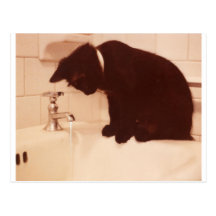 Badezimmer-Pfeffer-schwarze Katze Postkarten