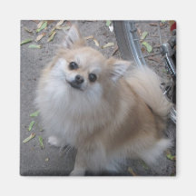 Bailey Magnete