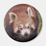 Bandit-Magnet Magnete