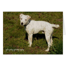Banjo, Jack-Russell-Terrier Grußkarte