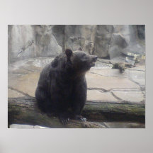 Bärnbär Plakat