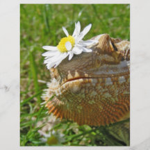 Bärtiger Drache Individuelle Flyer