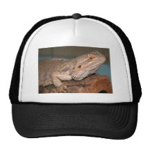 Bärtiger Drache Kappen