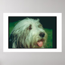 Bärtiges Collie-Plakat