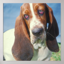 Basset Hound-Plakat