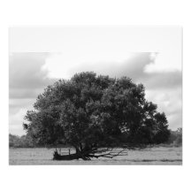 Baum der Leben-Kunst-Fotografie
