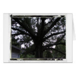 Baum-Foto-Gruß-Karte