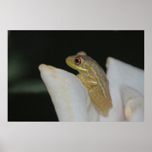 Baum-Frosch-Natur-Plakat