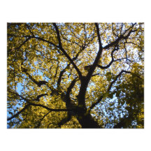 Baum gegen blauen Himmel Personalisierte Ankündigung