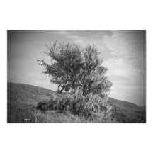 Baum in B&W Fotodruck