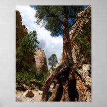 Baum in den Zelt-Felsen Poster