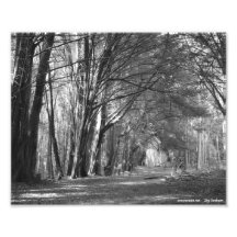 Baum-Tunnel Kunst Foto
