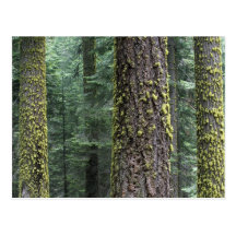 Bäume des riesigen Mammutbaums im Wald, Mammutbaum Postkarte