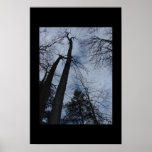 Bäume Posterdrucke