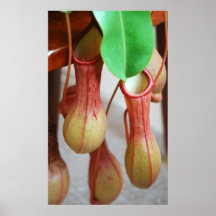 Baumelnder Nepenthes Plakatdrucke