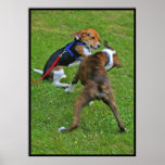 Beagle klopft heraus Wettbewerb… Plakatdrucke