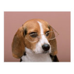 Beagle mit Gläsern postkarten