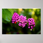 Beautyberry - Verbene mit Tau Plakatdruck