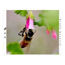 Bee With Pink Flower Postcards