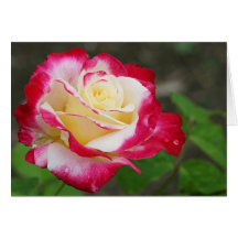 Beileids-Rose Grußkarten