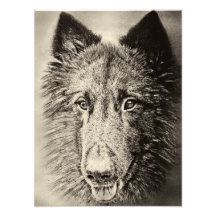Belgier Tervuren Kunst Foto
