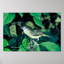 Bell Vireo Posterdruck
