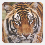 Bengalischer Tiger, Panthera der Tigris Quadrataufkleber
