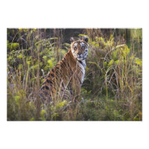 Bengalischer Tigress im hohen Gras, versuchend zu  Photographischer Druck
