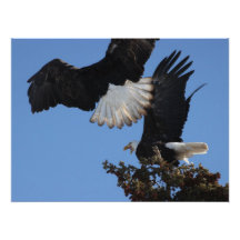 BEOAT Weißkopfseeadler auf einem Treetop Foto Druck
