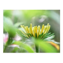 Bereiten Sie vor, um zu blühen - Rudbeckia Postkarten