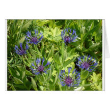 Bergblumen Grußkarten