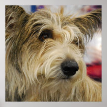 Berger Picard Hundeplakat