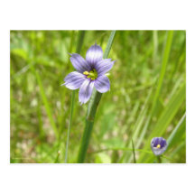 Bermudienne à feuilles étroites postkarte