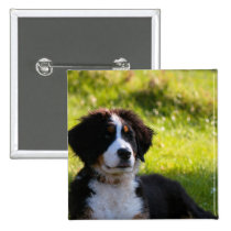 Bernese Gebirgshund auf grünem Gras buttons