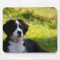Bernese Gebirgshund auf grünem Gras mauspads
