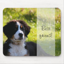 Bernese Gebirgshund auf grünem Gras mauspads