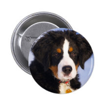 Bernese Gebirgshund - niedliches Welpen-Foto Anstecknadel