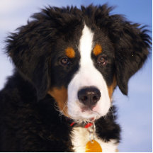 Bernese Gebirgshund - niedliches Welpen-Foto Acrylausschnitte