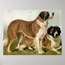 Bernhardiner, hochwertiger Hund, der 2 zeichnet Posterdrucke