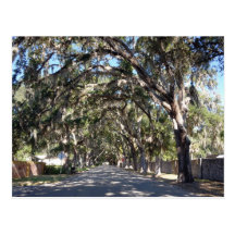 berühmte Magnolienallee St Augustine Florida USA Postkarten