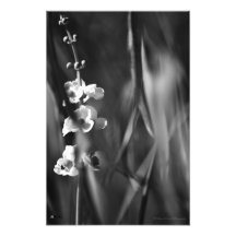 Beschäftigte Bienen - Kunst-Foto-Druck