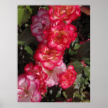 Betty- BoopRosen Plakat