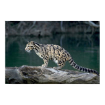 Bewölkter Leopard poster